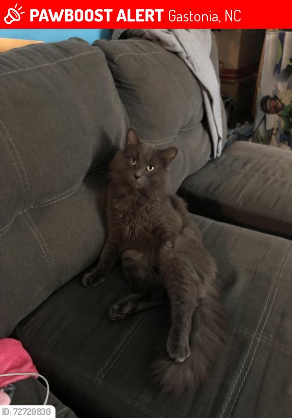 Lost Male Cat last seen Green Circle Drive Gastonia NC, Gastonia, NC 28054