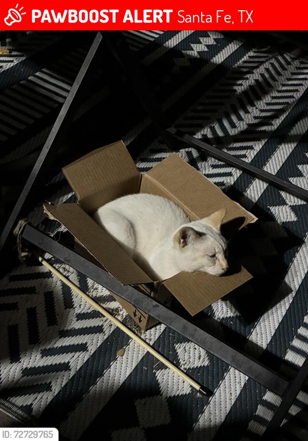 Lost Male Cat last seen By Dollar General on 646 S, Santa Fe, TX 77510
