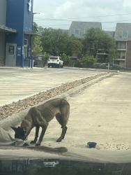 Found/Stray Female Dog last seen Hardberger Dig Park, San Antonio, TX 78216