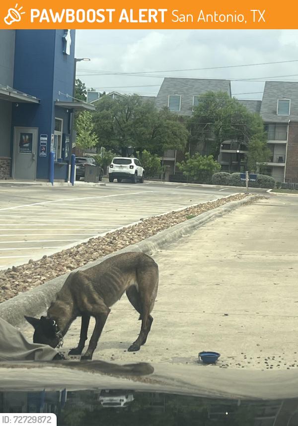 Found/Stray Female Dog last seen Hardberger Dig Park, San Antonio, TX 78216