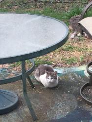 Found/Stray Unknown Cat last seen Palmer and Drugan Ct., Reynoldsburg, OH 43068