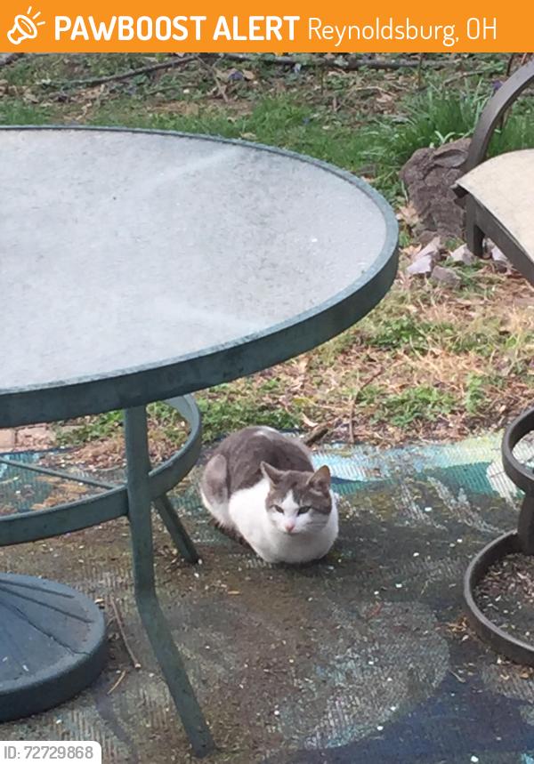 Found/Stray Unknown Cat last seen Palmer and Drugan Ct., Reynoldsburg, OH 43068