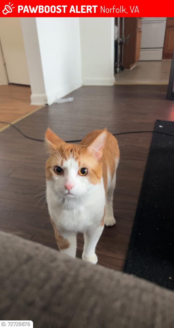 Lost Male Cat last seen Old Dominion University , Norfolk, VA 23508