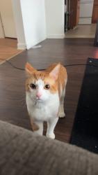 Lost Male Cat last seen Old Dominion University , Norfolk, VA 23508