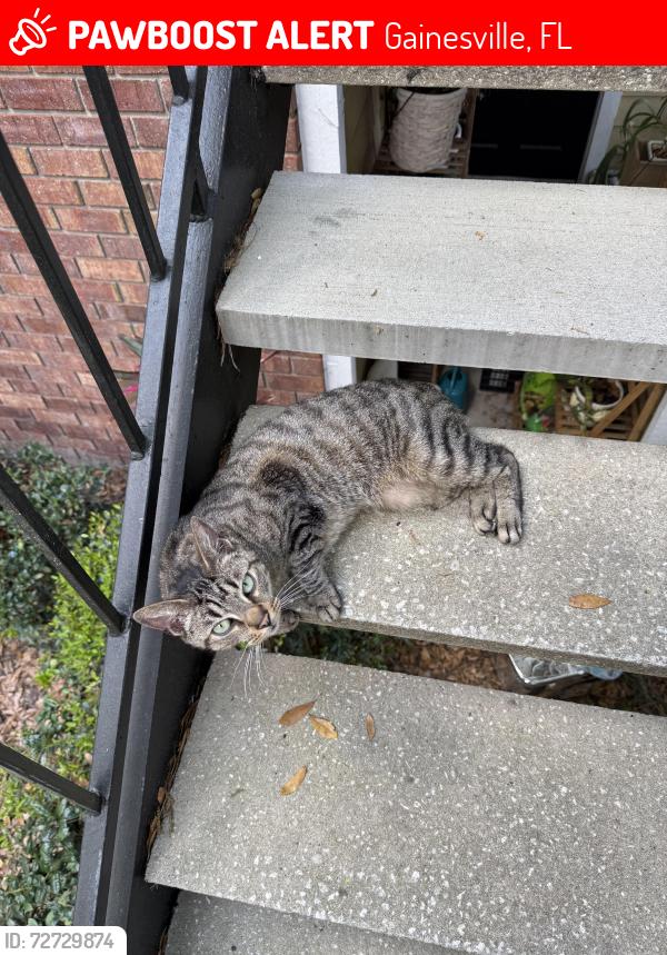 Lost Unknown Cat last seen Tennis Court, Gainesville, FL 32608