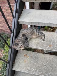Lost Unknown Cat last seen Tennis Court, Gainesville, FL 32608