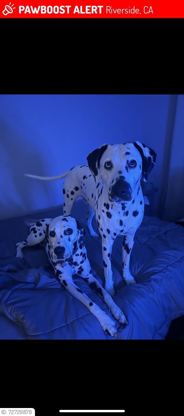 Lost Male Dog last seen Gibson / Victoria, Riverside, CA 92503