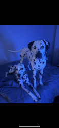 Lost Male Dog last seen Gibson / Victoria, Riverside, CA 92503