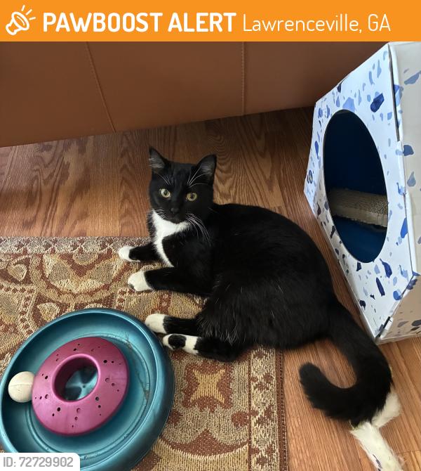 Found/Stray Female Cat last seen Fisk & Main St. Lawrenceville , Lawrenceville, GA 30045