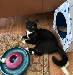 Found/Stray Female Cat last seen Fisk & Main St. Lawrenceville , Lawrenceville, GA 30045