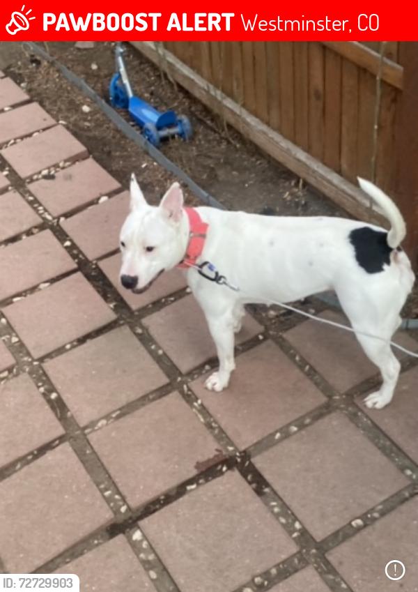 Lost Female Dog last seen Near Zuni st , Westminster, CO 80260