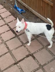 Lost Female Dog last seen Near Zuni st , Westminster, CO 80260