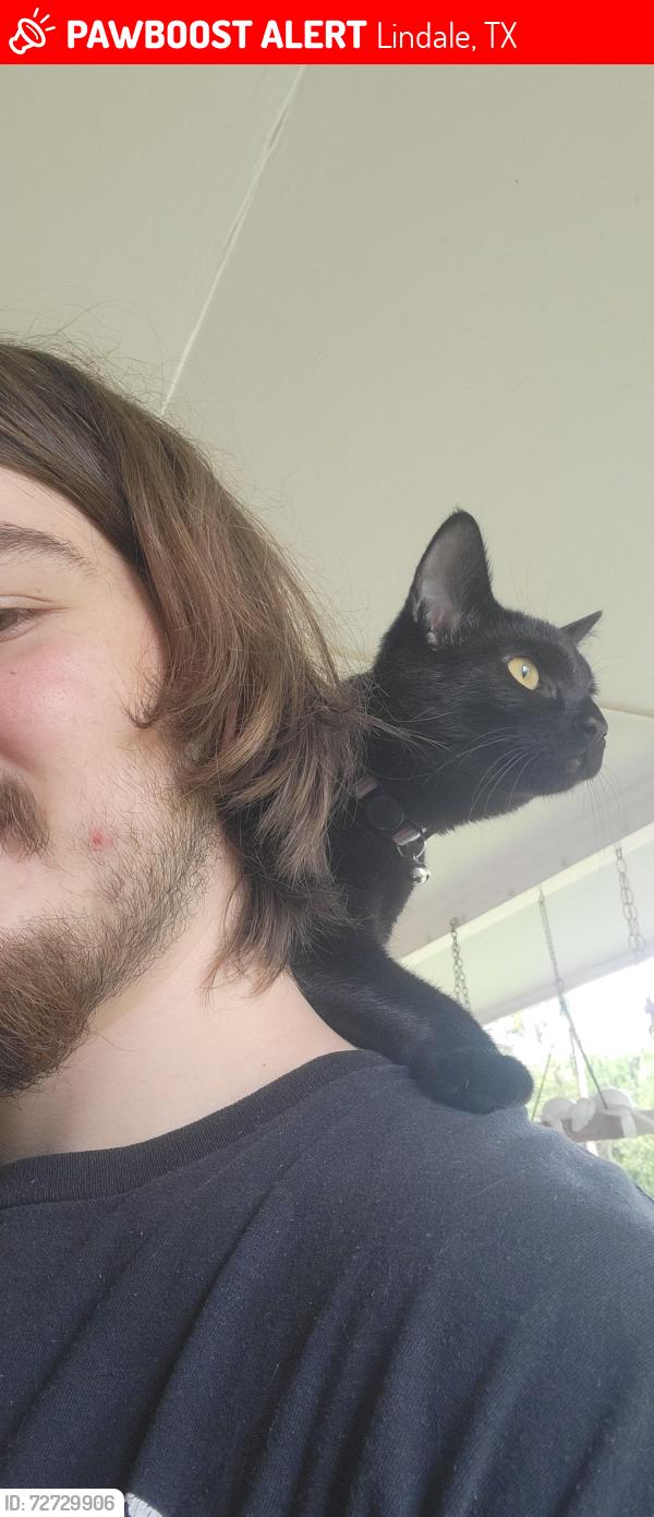 Lost Female Cat last seen Brookshires , Lindale, TX 75771