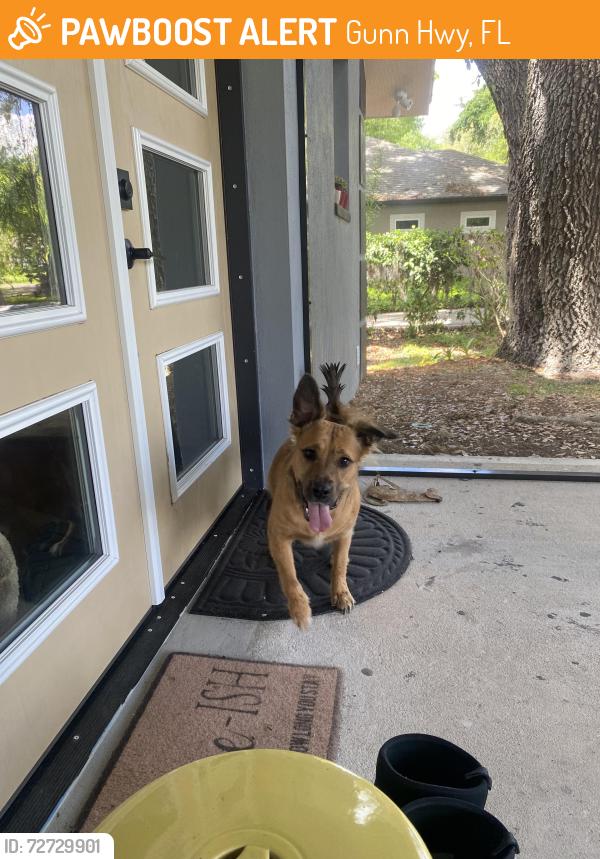 Found/Stray Female Dog last seen Crescent Rd and Gunn Highway, Gunn Hwy, FL 33556
