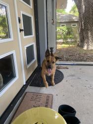 Found/Stray Female Dog last seen Crescent Rd and Gunn Highway, Gunn Hwy, FL 33556