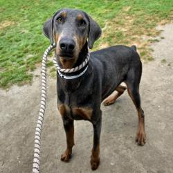 Found/Stray Female Dog last seen Near 185th St, Cerritos, CA 90703, Cerritos, CA 90703