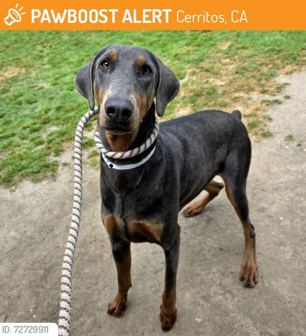 Found/Stray Female Dog last seen Near 185th St, Cerritos, CA 90703, Cerritos, CA 90703