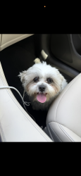 Found/Stray Unknown Dog last seen Keller springs and Kelly blvd, Carrollton, TX 75006