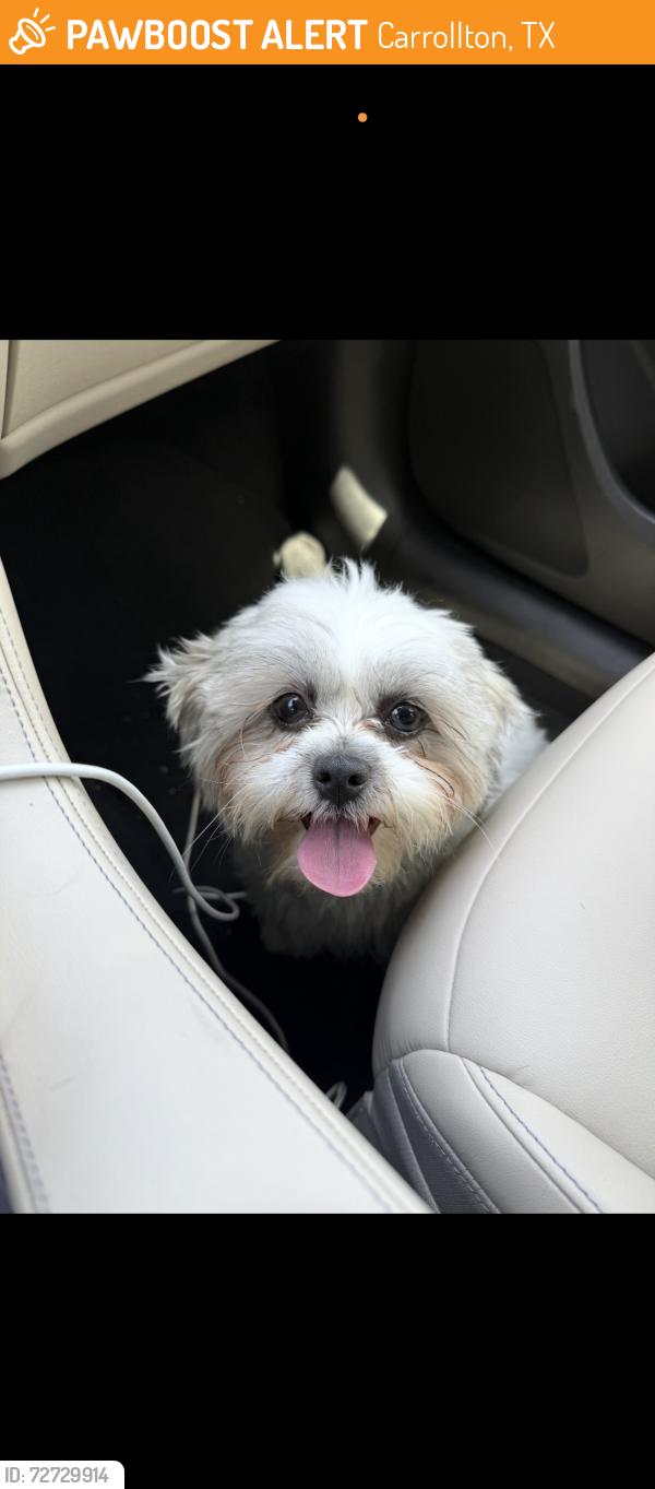Found/Stray Unknown Dog last seen Keller springs and Kelly blvd, Carrollton, TX 75006