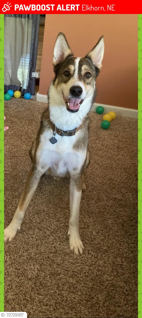 Lost Male Dog last seen 192nd Maple, Elkhorn, NE 68022