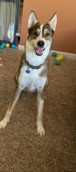 Lost Male Dog last seen 192nd Maple, Elkhorn, NE 68022