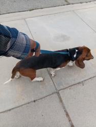 Found/Stray Male Dog last seen Slover & Oleander, Fontana, CA 92337