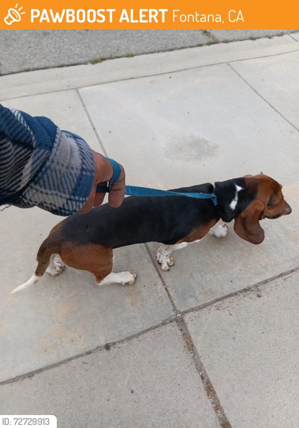 Found/Stray Male Dog last seen Slover & Oleander, Fontana, CA 92337