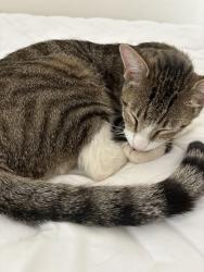 Lost Male Cat last seen Caymus and vintage park drive, Sacramento, CA 95829