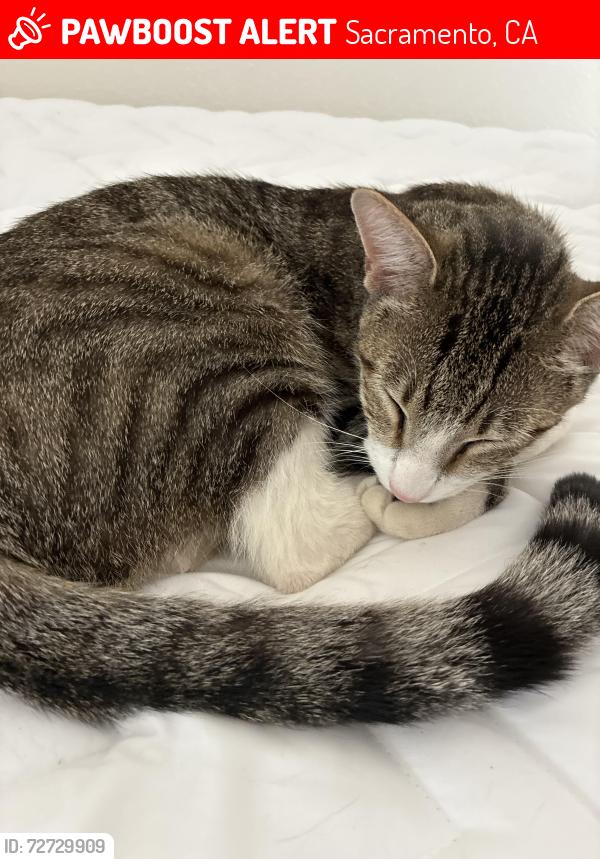 Lost Male Cat last seen Caymus and vintage park drive, Sacramento, CA 95829