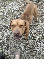 Found/Stray Male Dog last seen Hwy 94 in West Alton , Saint Charles, MO 63303