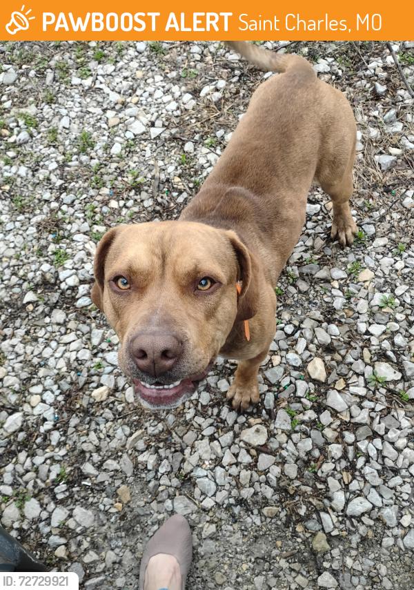 Found/Stray Male Dog last seen Hwy 94 in West Alton , Saint Charles, MO 63303