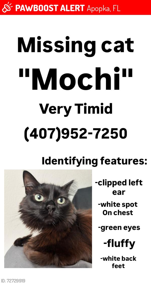 Lost Female Cat last seen Beverly terrace neighborhood , Apopka, FL 32703