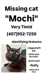 Lost Female Cat last seen Beverly terrace neighborhood , Apopka, FL 32703