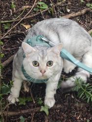 Lost Male Cat last seen Park Street Station , Park Street, England AL2 2PD