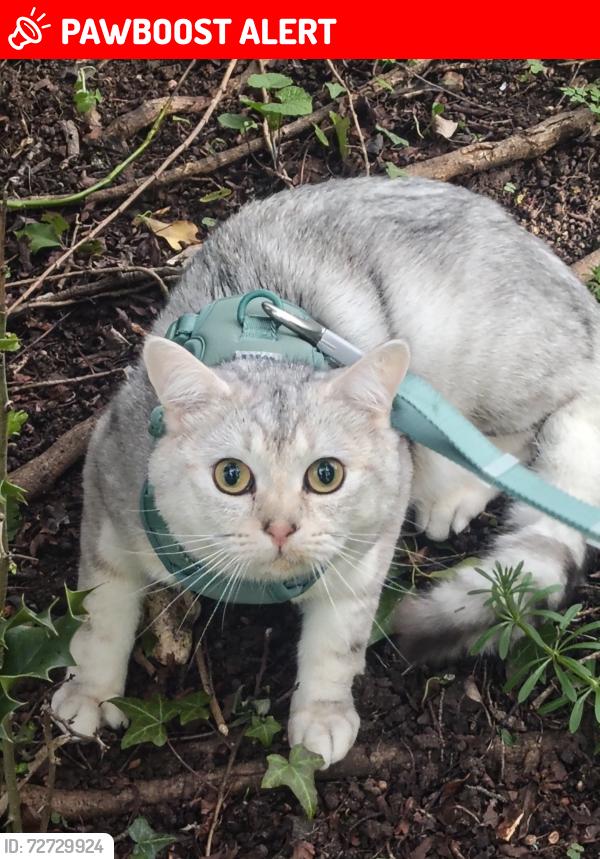Lost Male Cat last seen Park Street Station , Park Street, England AL2 2PD