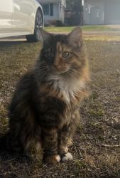Lost Female Cat last seen 16th sw Macvicar , Topeka, KS 66604