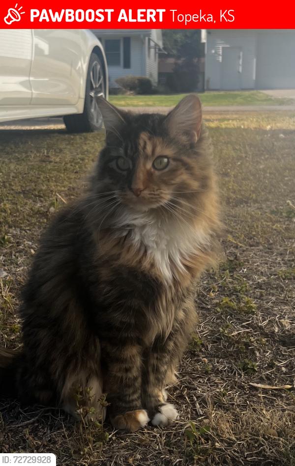 Lost Female Cat last seen 16th sw Macvicar , Topeka, KS 66604