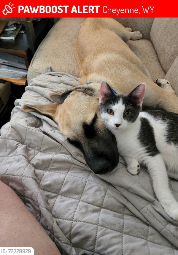 Lost Male Cat last seen Near w College dr , Cheyenne, WY 82007