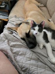 Lost Male Cat last seen Near w College dr , Cheyenne, WY 82007