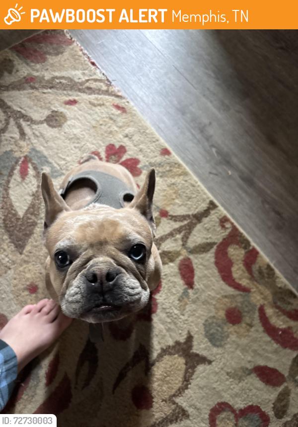 Found/Stray Female Dog last seen Red barn Dr , Memphis, TN 38016