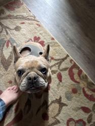 Found/Stray Female Dog last seen Red barn Dr , Memphis, TN 38016