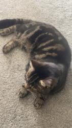 Lost Male Cat last seen Curlew Drive, Brownhills, England WS8 6DY
