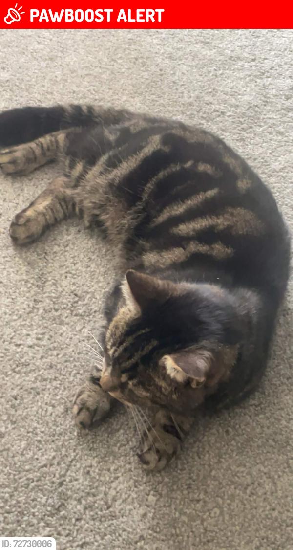 Lost Male Cat last seen Curlew Drive, Brownhills, England WS8 6DY