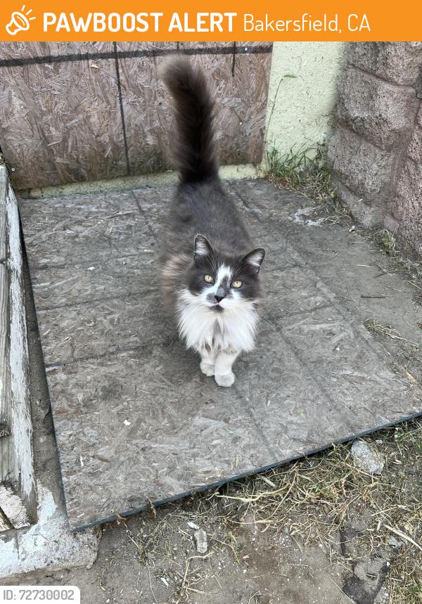 Found/Stray Male Cat last seen Bradshaw St, Bakersfield, CA 93307