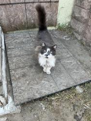 Found/Stray Male Cat last seen Bradshaw St, Bakersfield, CA 93307