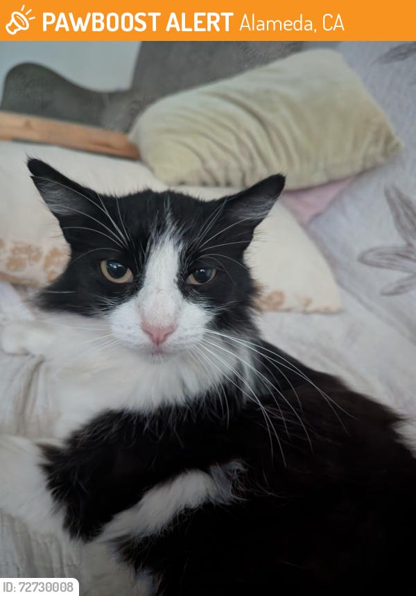 Found/Stray Female Cat last seen Tilden Way & Blanding Ave, Alameda, Alameda, CA 94501