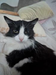 Found/Stray Female Cat last seen Tilden Way & Blanding Ave, Alameda, Alameda, CA 94501