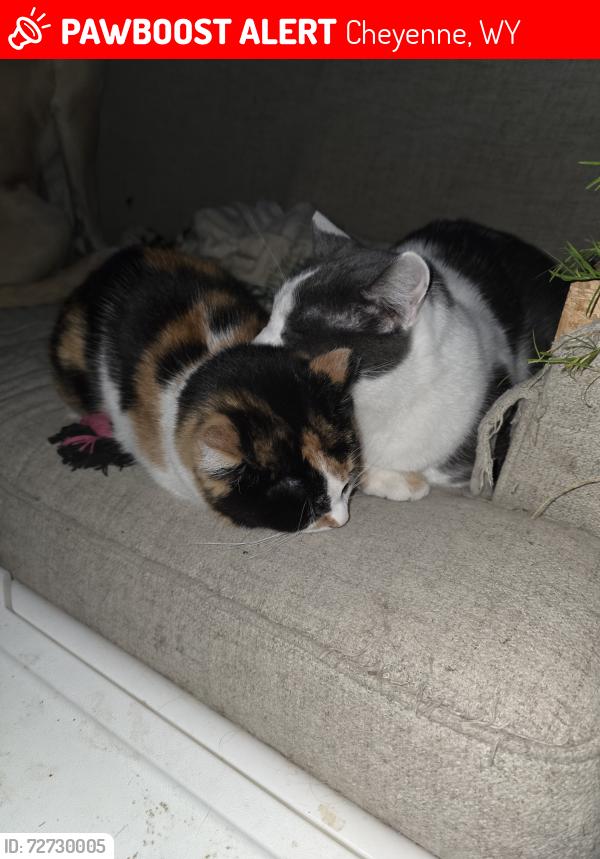 Lost Male Cat last seen Near w College dr , Cheyenne, WY 82007