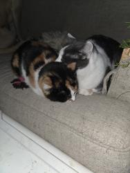 Lost Male Cat last seen Near w College dr , Cheyenne, WY 82007