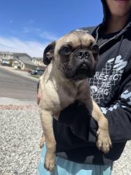 Found/Stray Male Dog last seen falcon trail, Victorville, CA 92392
